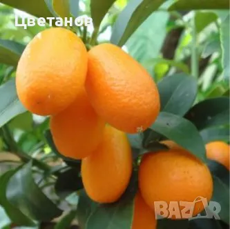 Кумкуат сорт Фортунела Маргарита, снимка 4 - Стайни растения - 49737040