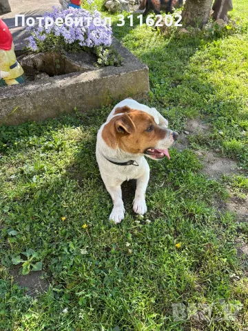 Джак ръсел, снимка 3 - Джак ръсел териер - 50152976