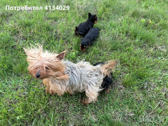 Мини и стандартни Йорки мъжки  родени на 1.03.26 и 3.03.26г, снимка 3 - Йоркширски териер - 53228272