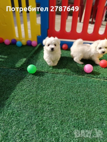 Малтийска Болонка, снимка 10 - Болонка - 53525124