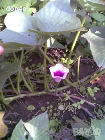 батат  сладки  картофи и разсад , снимка 3 - Домашни продукти - 51790500