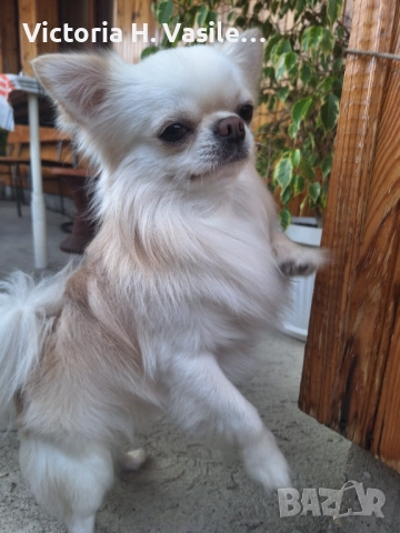 Чихуахуа дългокосместо , снимка 9 - Чихуахуа - 52669804