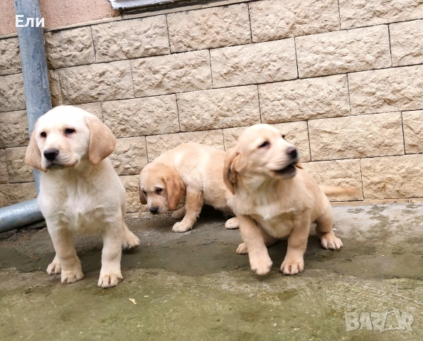 Лабрадор ретривър , снимка 5 - Лабрадор ретривър - 53053990