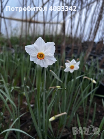 Нарцис, снимка 3 - Градински цветя и растения - 53864827