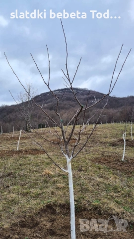 УСЛУГИ ПО ЛОЗАРСТО И ОВОЩАРСТО , снимка 8 - Други оферти за работа - 52306654