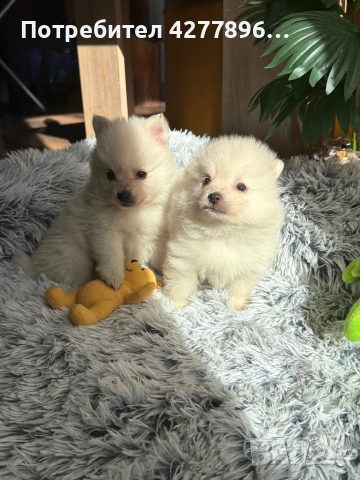 Померан, снимка 4 - Померан - 53784124