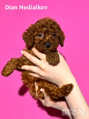 Той пудел родословни, снимка 2 - Пудели - 53541703