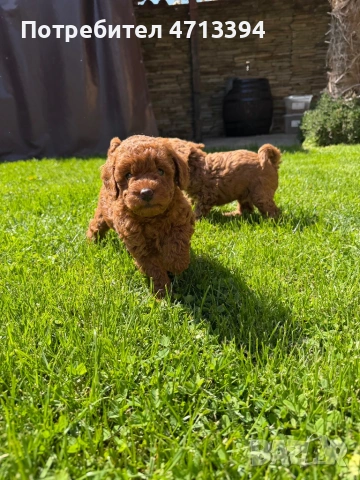 Момченце пудел/ male red poodle, снимка 5 - Пудели - 54227541