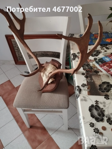  Прекрасен трофей, снимка 6 - Антикварни и старинни предмети - 52918668