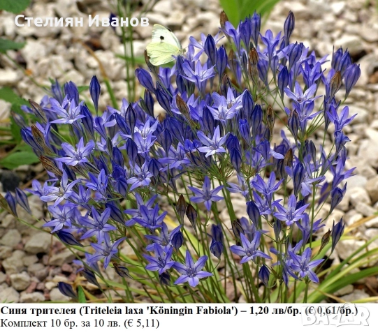 Синя трителея (Triteleia laxa 'Köningin Fabiola') - луковици
