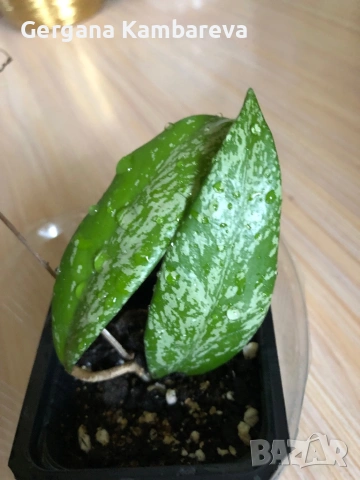 Hoya pubicalyx Red Button , снимка 2 - Стайни растения - 53295270