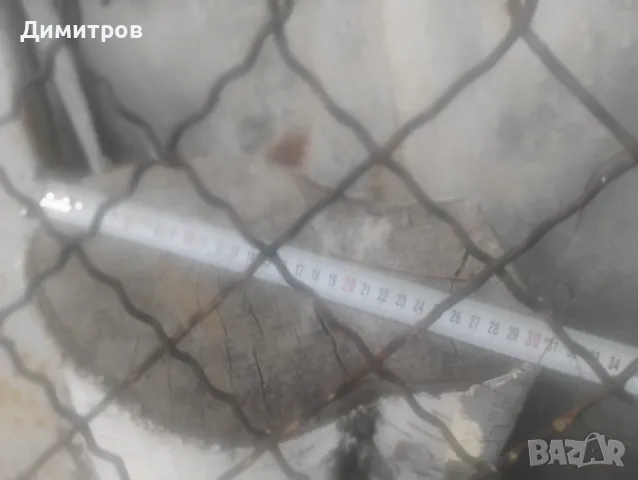 броя брезови трупи с красива бяла кора – за декорация и дизайн Описание:, снимка 7 - други­ - 50169517