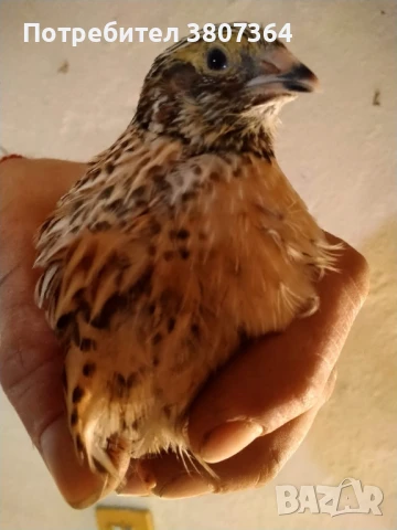 Продавам мъжки Манджурски и Тексаски Бройлерен пътпъдъци 3 лева за брой , снимка 8 - Кокошки и пуйки - 51025907