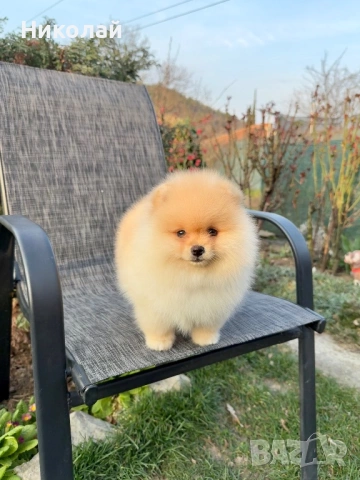 Померан мини момче със втора ваксина. Померанче, снимка 5 - Померан - 53971447
