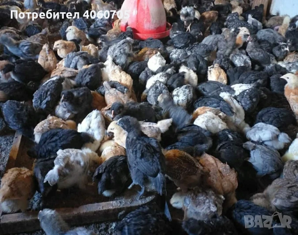 Едномесечни пилета кръстоска , снимка 3 - други­ - 53617732