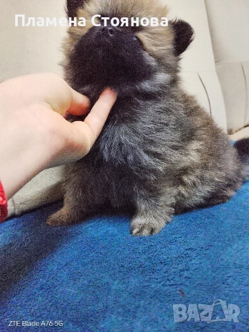 Малки померани , снимка 5 - Померан - 52720505