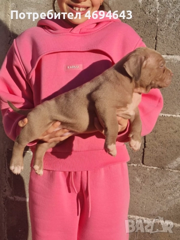 Американско Були XL, снимка 4 - Други - 52922235