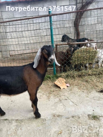  🐐 Продавам мъжки англо-нубийски ярета, снимка 2 - Кози - 53745937