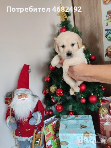 Голдън ретривър , снимка 5 - Голдън ретривър - 52794312