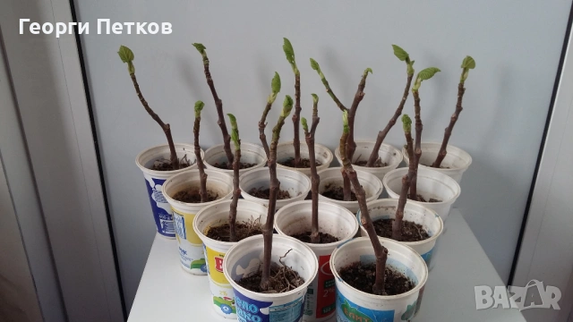 Смокини в кофичка. , снимка 2 - Градински цветя и растения - 51632728