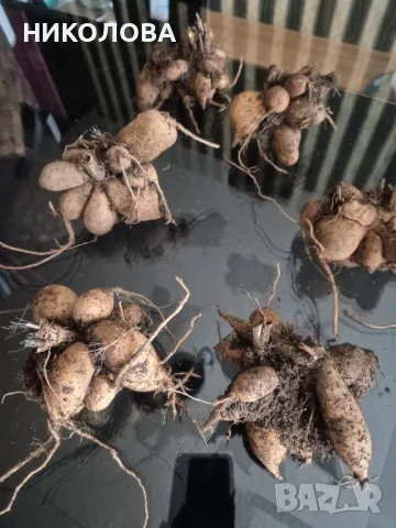 ДАЛИЯ - ГРУДКИ, снимка 2 - Градински цветя и растения - 50051440