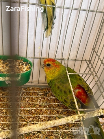 Розели 2025г , снимка 3 - Папагали - 54239373