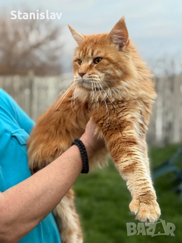  Мъжки Мейн Куун, снимка 2 - Мейн кун - 50967412