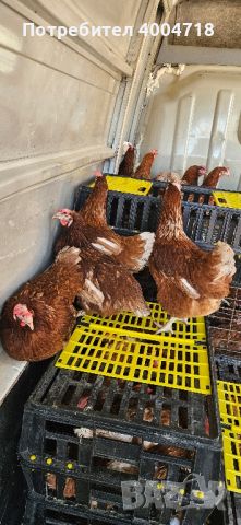 продавам кокошки носачки ломан браун на 12 месеца за яйца