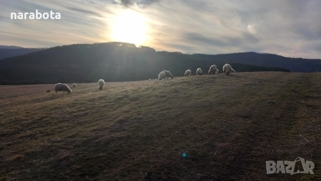 Оборска тор овча и козя !
