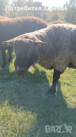 Продавам коч, снимка 2 - Овце - 53254175