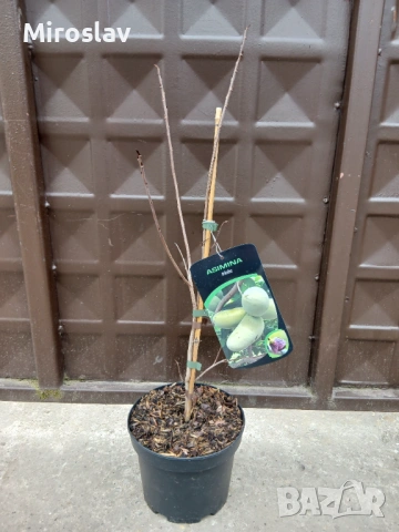 Индиански Банан /(Пау Пау), снимка 7 - Градински цветя и растения - 53890724