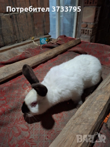 Калифорнийски зайци, снимка 2 - Други - 52656232