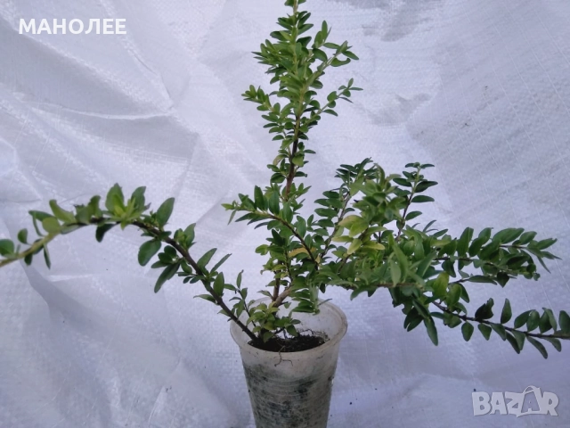 Лоницера  " Нитида "