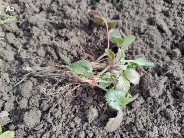 продавам разсад на български ягоди, снимка 7 - Разсади - 53803654