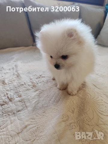 Померан мини мъжко , снимка 5 - Померан - 53986008
