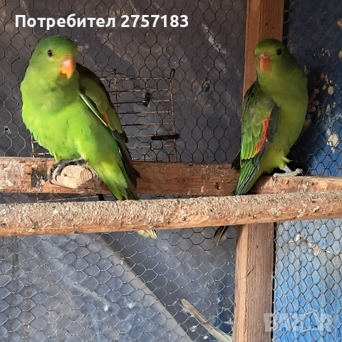 продавам червенокрили папагали чифт, снимка 5 - Папагали - 53054076