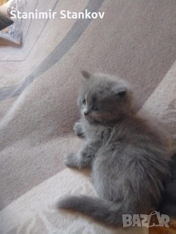 Мъжко Британче