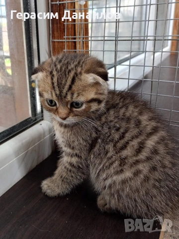 шотландски котки, снимка 3 - Британска късокосместа - 54044750