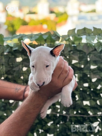 Бултериер , снимка 1