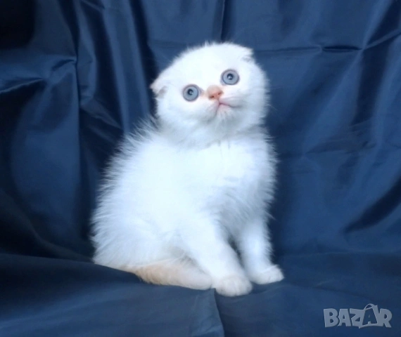 Клепоухи късокосмести котета, снимка 17 - Британска късокосместа - 43400066