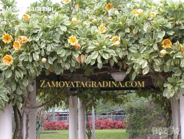 Соландрата - Solandra Maxima, снимка 5 - Градински цветя и растения - 53645875