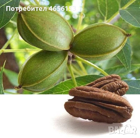 продавам Дръвчета ( ФИДАНКИ ) ДРЯН и ОРЕХ ПЕКАН, снимка 3 - Разсади - 52675651