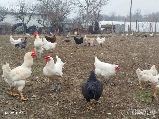 Яйца за люпене,кръстоска между 4 породи!, снимка 2 - други­ - 54155675