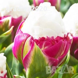 Луковици на сладоледено лале, снимка 6 - Разсади - 51643621