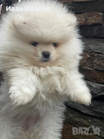 Померанче Женско 