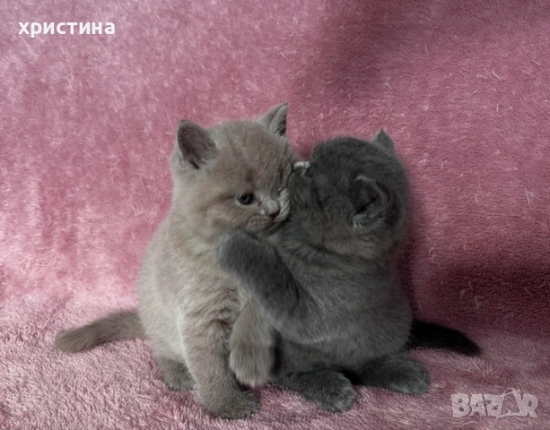 Британски късокосмести котета , снимка 2 - Британска късокосместа - 54082265