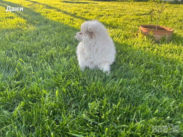 Мини шпиц - момиченце, снимка 4 - Шпиц - 54113414