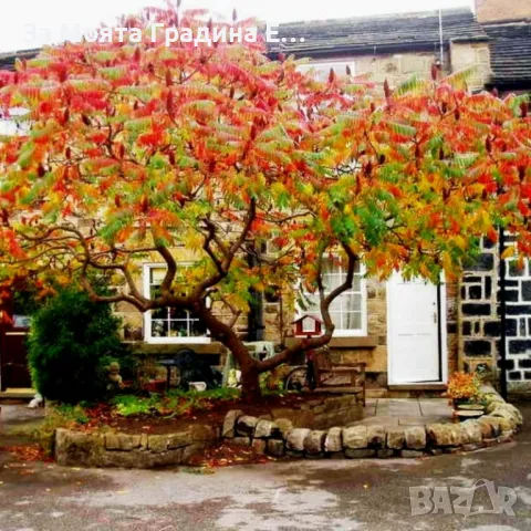 Рустифина дърво, снимка 6 - Градински цветя и растения - 49762500