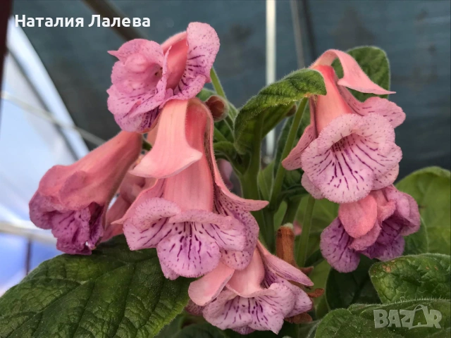 Синингия, Sinningia Summer Lyrics