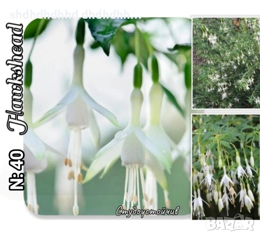 Фуксия студоустойчива градинска и Каскадна едроцветна фуксия , снимка 14 - Градински цветя и растения - 54231805